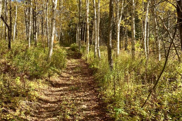 Balade en forêts