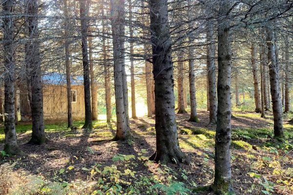 Sous-bois des cottages